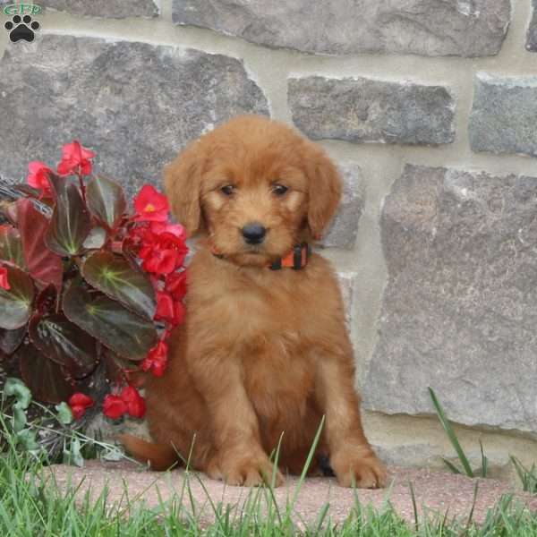 Holly, Goldendoodle Puppy